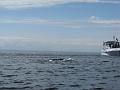 Baleines 026